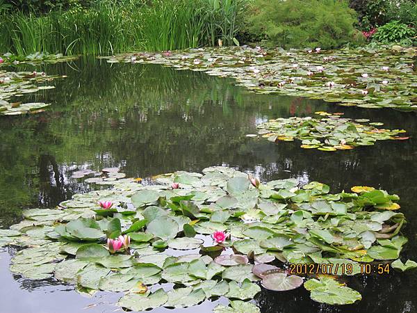 著名的蓮花池