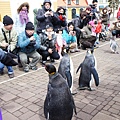 企鵝遊行