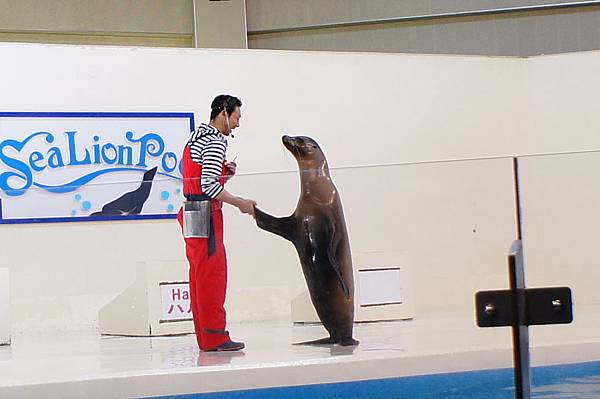 超可愛的海獺表演