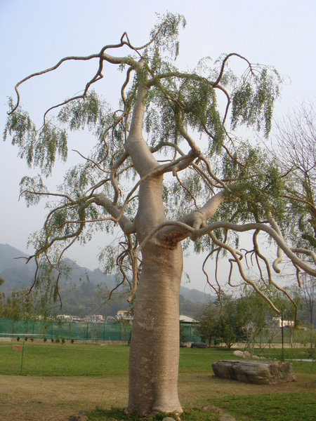 巧克力雲莊