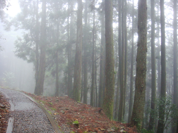 雨中步道