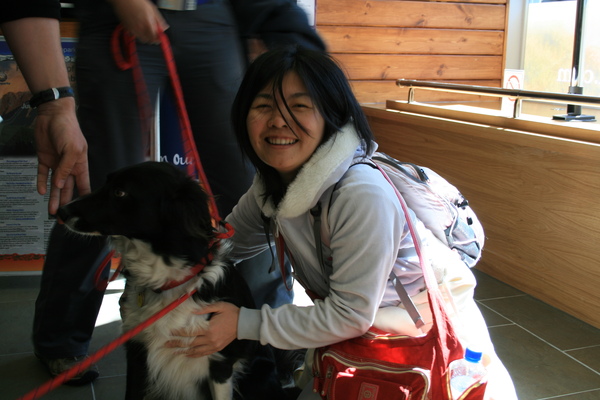 Border Collie 的故鄉是蘇格蘭--到處都可看到Collie