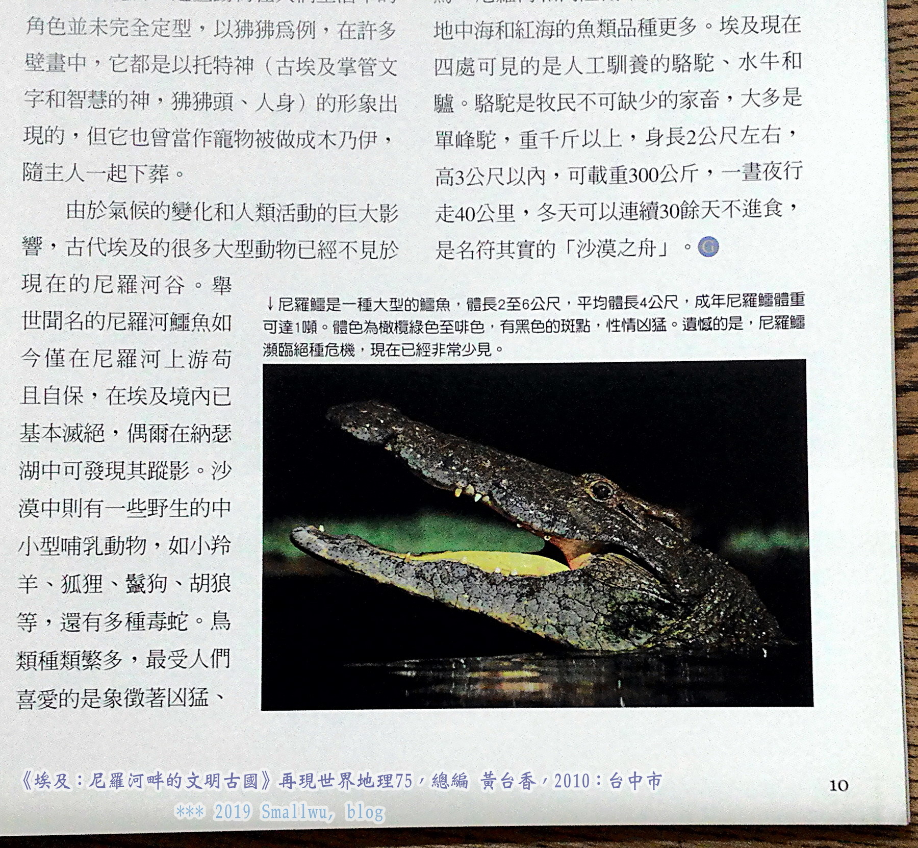 再現世界地理75-埃及-尼羅河畔的文明古國_03 埃及鱷魚.jpg 再現世界地理75-埃及-尼羅河畔的文明古國_03 埃及鱷魚.jpg