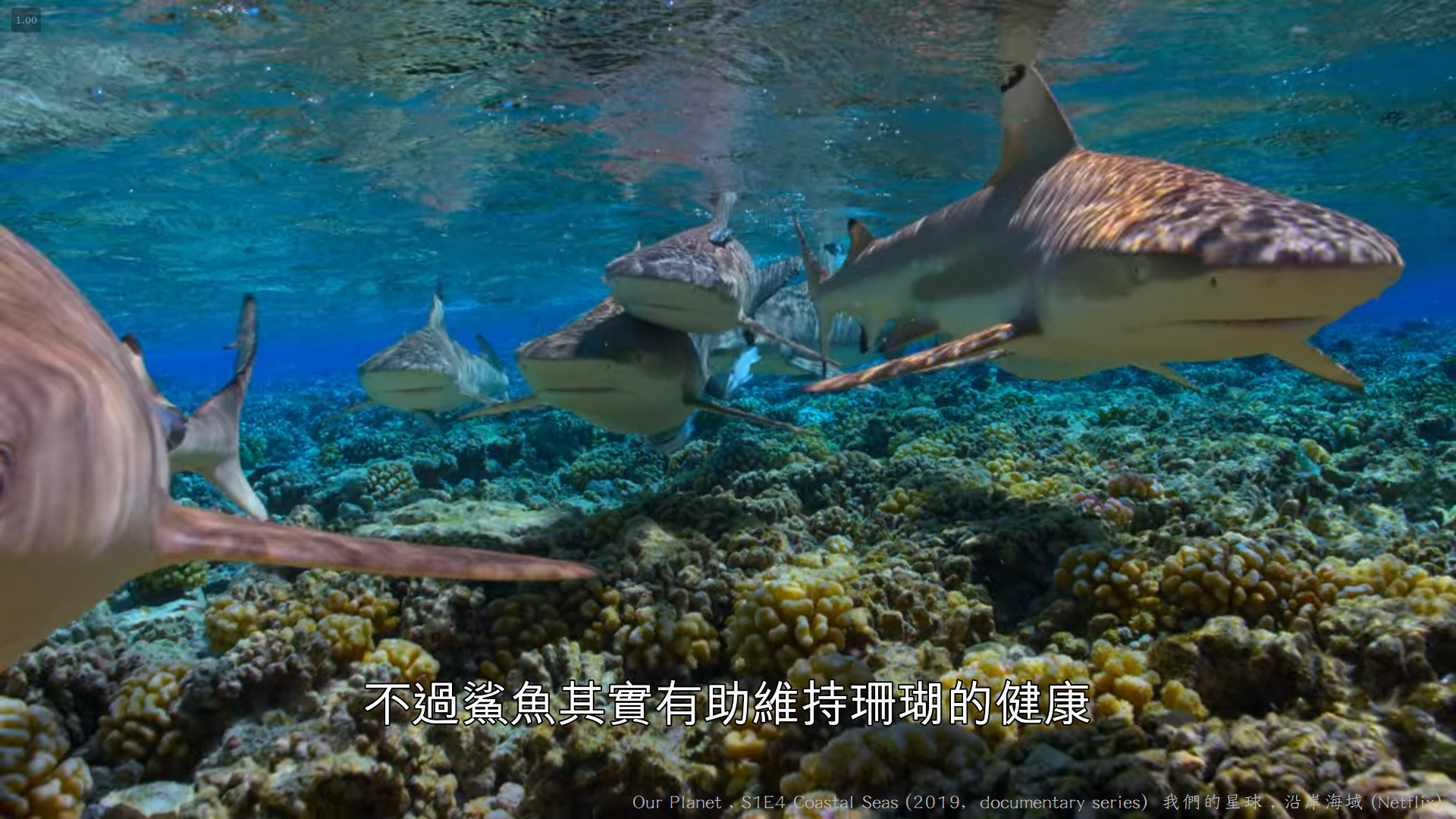 Netflix感想 我們的星球 Our Planet 19 紀錄片影集 第一季 小無的不臘閣 痞客邦 Netflix感想 我們的星球 Our Planet 19 紀錄片影集 第一季 小無的不臘閣 痞客邦