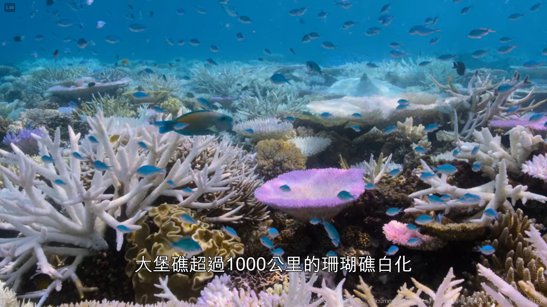 我們的星球 (Our Planet , 2019紀錄片) S1E4 沿岸海域 Coastal Seas 072----.jpg