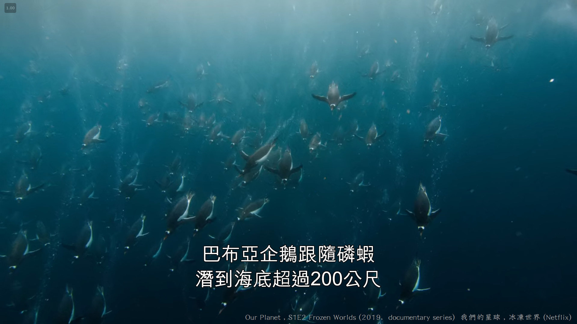 我們的星球 (Our Planet , 2019紀錄片) S1E2 冰凍世界 Frozen Worlds 030---.jpg