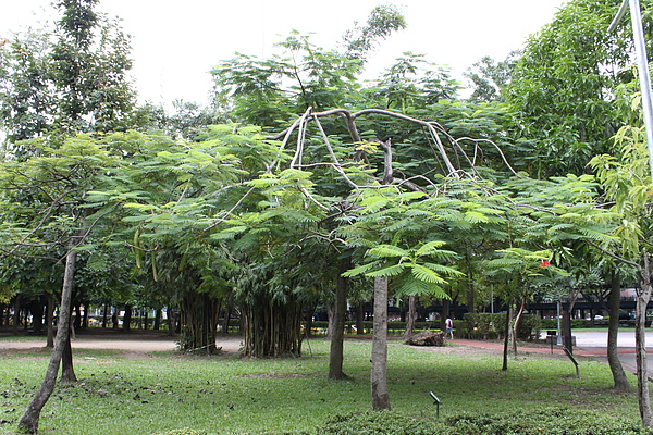 往下垂的樹枝