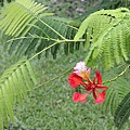 風吹著，紅花跳著舞