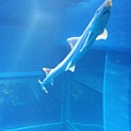 20.深海區的鯊魚.jpg