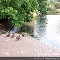 24.Dunedin植物園的水鴨.jpg