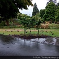 23.Dunedin植物園的水鴨.jpg