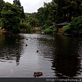 29.Dunedin植物園的水鴨.jpg