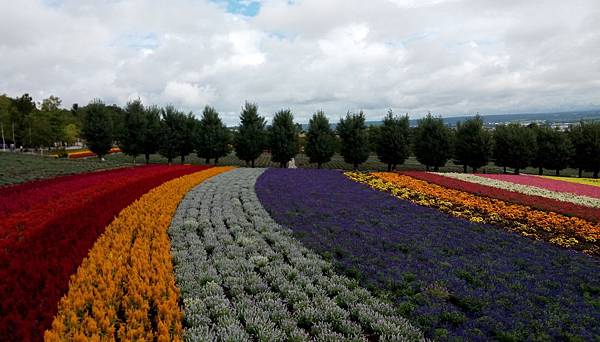 06.富良野富田農場的花海.jpg