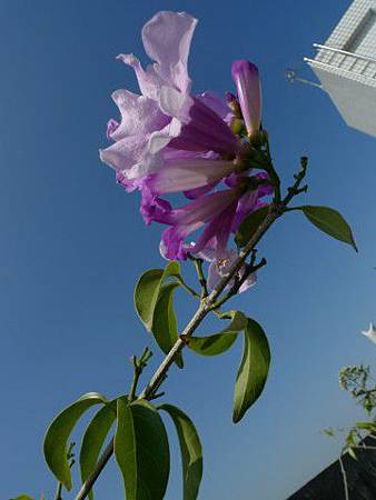 flower flower