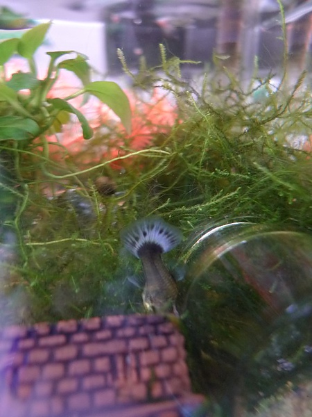 魚倒栽蔥 魚倒栽蔥