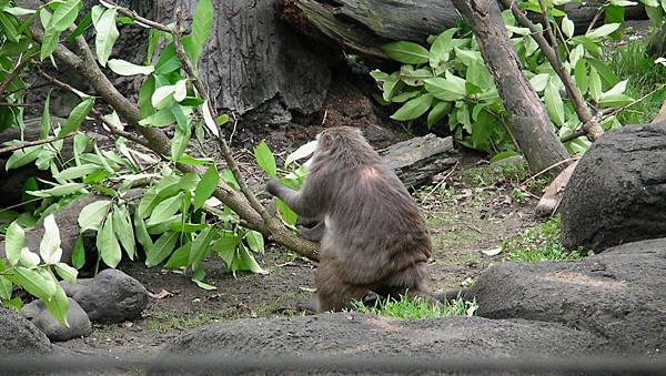 動物園之行_07_20140517