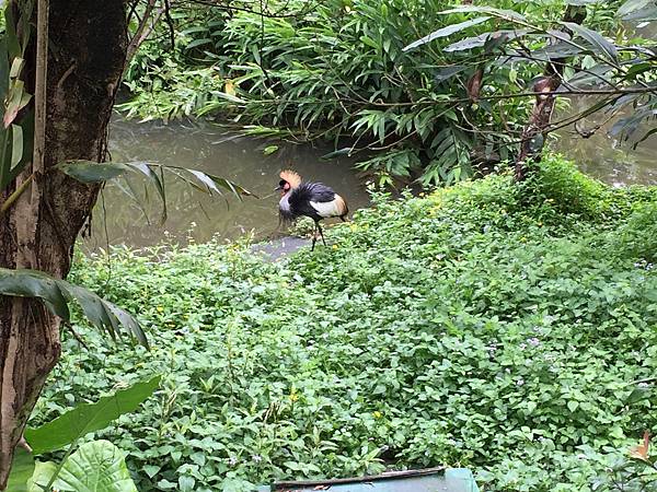 台北市立動物園動物園_20_20160611.jpg