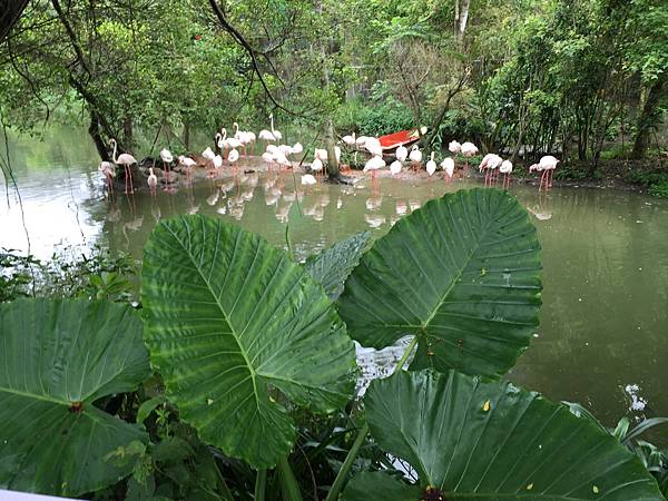 台北市立動物園動物園_21_20160611.jpg