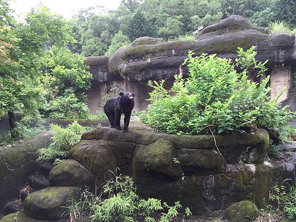 台北市立動物園動物園_29_20160611.jpg