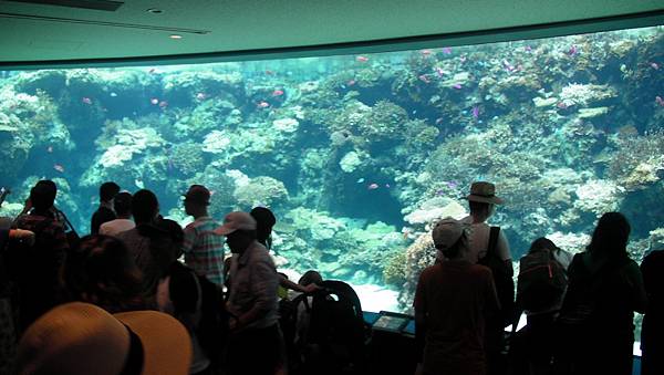 沖繩之旅 - 美麗海水族館_20_20160809.jpg