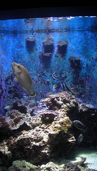 沖繩之旅 - 美麗海水族館_33_20160809.jpg