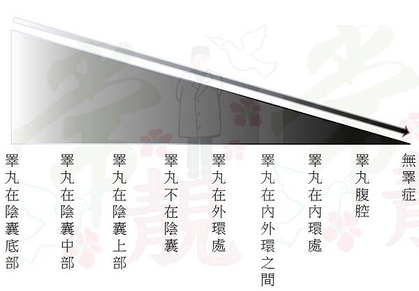 隱睪漸層圖.jpg
