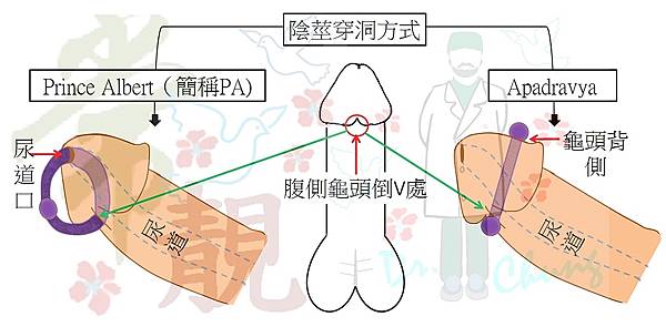 陰莖穿洞方式.jpg