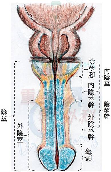 陰莖增粗？增長？增大？啥不同？？-- Part Ⅲ 陰莖增長