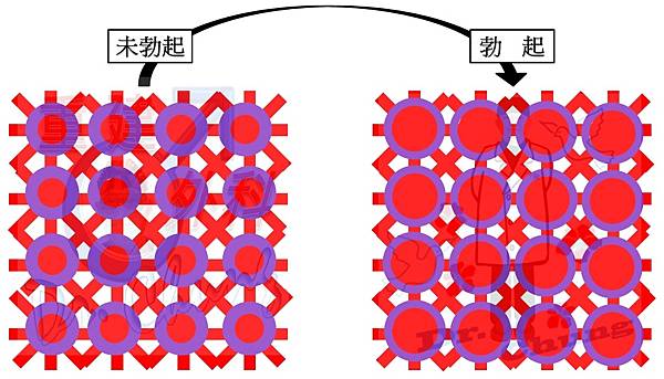 龜頭海綿體竇-1.jpg