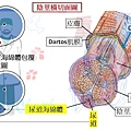 陰莖剖面圖.jpg