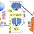 泌尿剖面圖.jpg