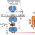 泌尿剖面圖-無尿道海綿體.jpg