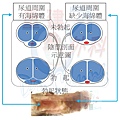 勃起示意圖.jpg