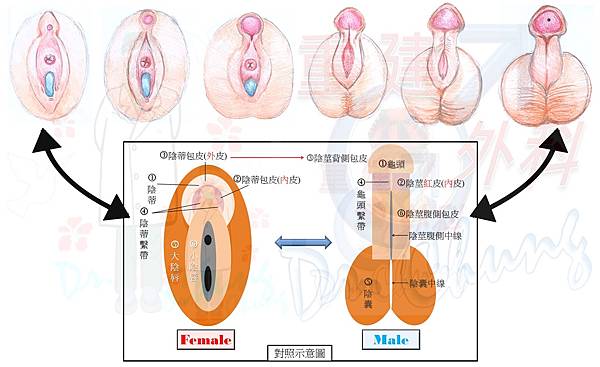 生殖器的發育過程-3.jpg