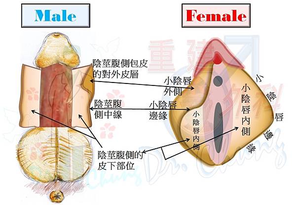 陰莖腹側包皮VS小陰唇-2.jpg