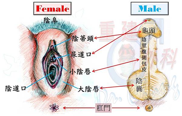 男女外生殖器對照-1.jpg