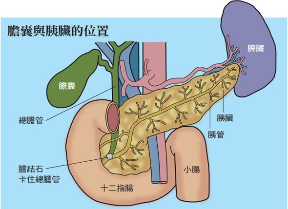 胰臟.jpg