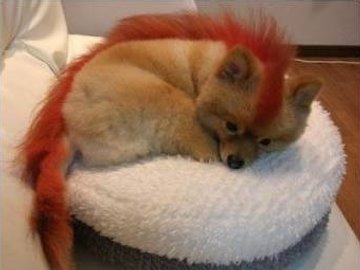 firefox