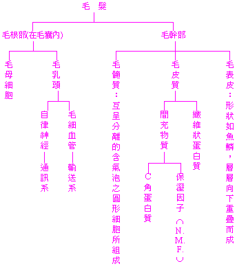 Carinakao %2F染髮%2F漂髮%2F燙髮%2F結構式 護髮