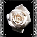 1285437444-白玫瑰 White Rose.jpg