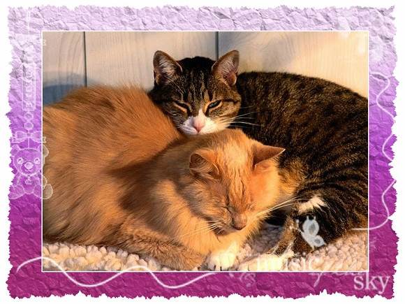 1285446309-two_cats_sleeping_together.jpg