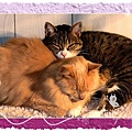 1285446309-two_cats_sleeping_together.jpg