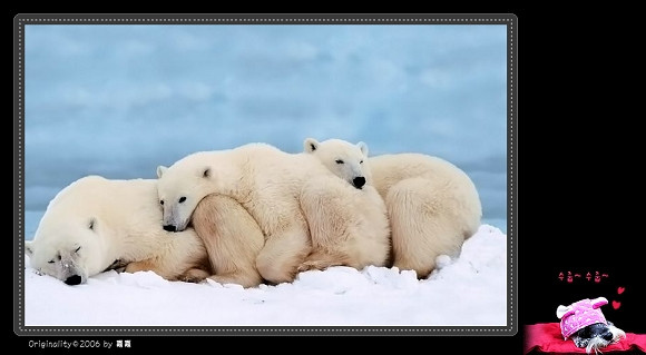 1285446313-white_polar_bears_sleep_togeth.jpg
