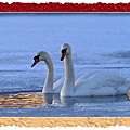 1285446314-two_white_swans.jpg