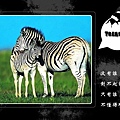 1285446315-mother_and_son_zebra_in_grassl.jpg