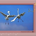 1285446318-Male Great Egrets Fighting in .jpg