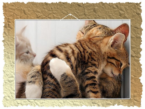 1285446319-hugging_kitten.jpg