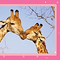 1285446322-giraffe_in_wild.jpg