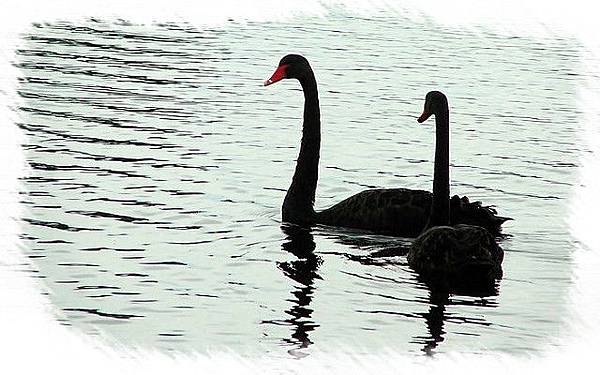 1285446331-black_swans.jpg