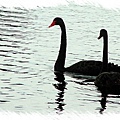 1285446331-black_swans.jpg